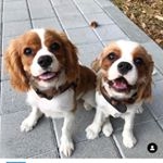 Profile Picture of 島林與米林🇹🇼 (@soy.ricemilk_cavalier) on Instagram