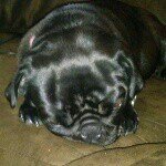Profile Picture of puggirl (@madisonnadeau11) on Instagram