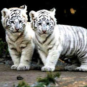 Profile Picture of Shreyas Patel (@shreyaspatel7290) on Youtube