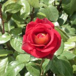 Profile Picture of Bonnie Shoemaker (@bonshoemaker) on Instagram