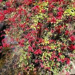 Profile Picture of Savannah Tuttle (@deaths.little.daughter.karma) on Instagram