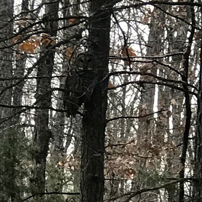 Profile Picture of Steve Knotts (@rednckdplorable) on Twitter