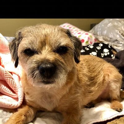 Profile Picture of Hi, I’m Quinn O.B.E. (@MissHannahBT) on Twitter