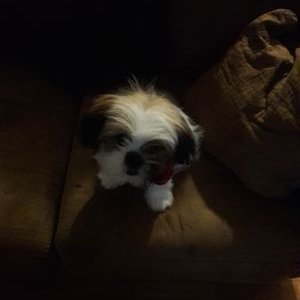 Roxann Jones - Twitter Profile Picture of Roxann Jones (@RoxannJ53591835) on Twitter