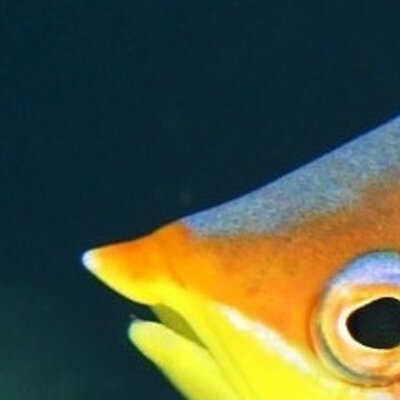 Profile Picture of Fabian Fisher (@FabianFisher75) on Twitter