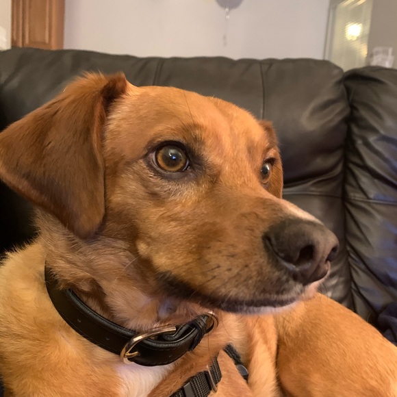 Profile Picture of Samira Malhotra (@samiramalhotra) on Poshmark