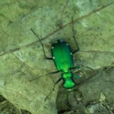 Profile Picture of Corey Gerald (@corgera) on Twitter