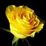 Profile Picture of Stacie Smith Stanford (@stanfordstacie) on Instagram