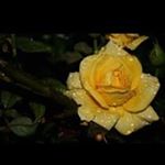 Profile Picture of Joyce Barger (@joyce.barger.148) on Instagram