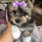 Profile Picture of Lauren Metcalf (@bettyboobears) on Instagram
