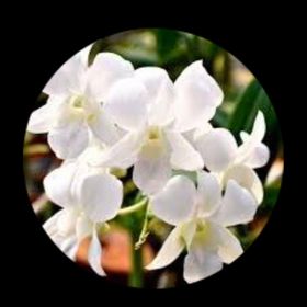 Profile Picture of Joyce Jacobs (@jj_10) on Pinterest