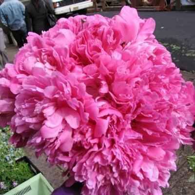 Profile Picture of Gary Page (@GPageflowers) on Twitter