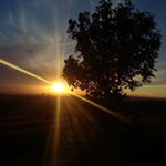 Profile Picture of David Bramhall 🇬🇧📷 🎨🌍🌳🍄🌼🦏🐝 (@earthshinevisualarts) on Instagram