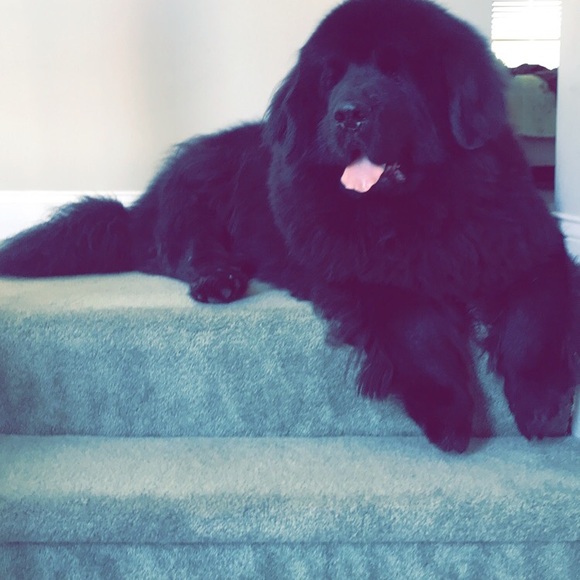 Profile Picture of Rian Steinbiss (@steinbir) on Poshmark