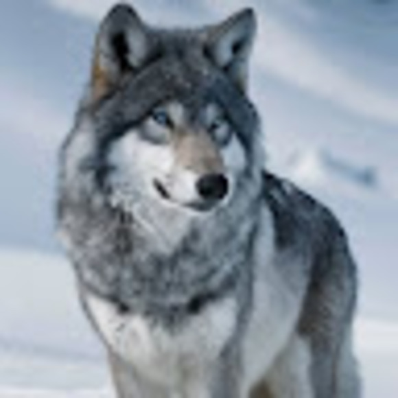 Profile Picture of Gabrich Gabrich (@gabrichin54) on Poshmark