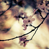 Profile Picture of Dream Catcher (@Frank G. Trinh) on Flickr