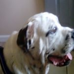 Profile Picture of Joshua antley (@sharkkingof2006) on Instagram