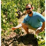 Thomas Todaro - Instagram Profile Picture of Thomas Todaro (@nomiviticulture) on Instagram