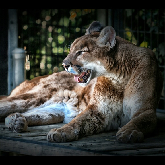 Dawn Orosz - Poshmark Profile Picture of Dawn Orosz (@cobra_01) on Poshmark