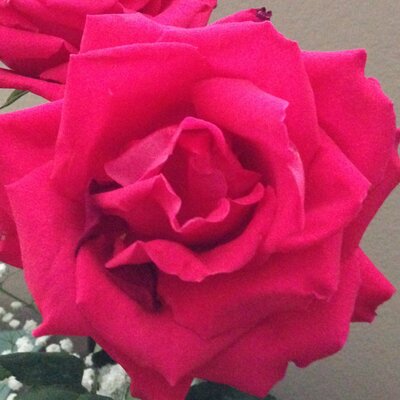 Profile Picture of Rosy Recruiting (@AutumnChase) on Twitter