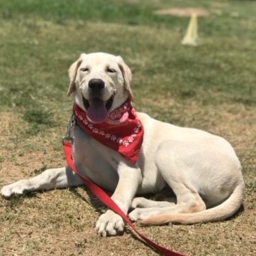 Profile Picture of Stephen Patino (@Chinookcrew1) on Twitter