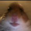 Profile Picture of BRADY M BARTELS (@@memelord1999) on Tiktok