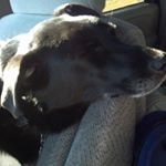 Profile Picture of Adam Gustine (@gustine.enterprises) on Instagram