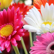 Profile Picture of Monique Larsen (@moniquelarsen4772) on Youtube