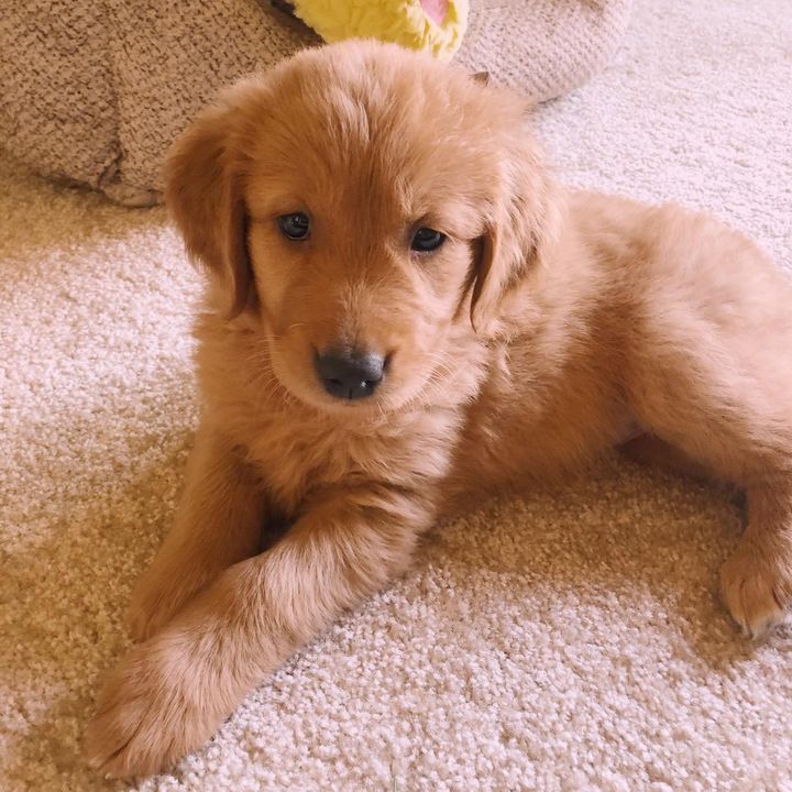 Profile Picture of Mia Downs (@goldengirl_mia) on Tiktok