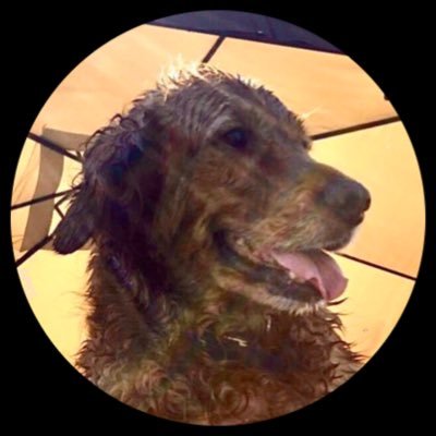 Profile Picture of Dan Pate (@dpateaz) on Twitter