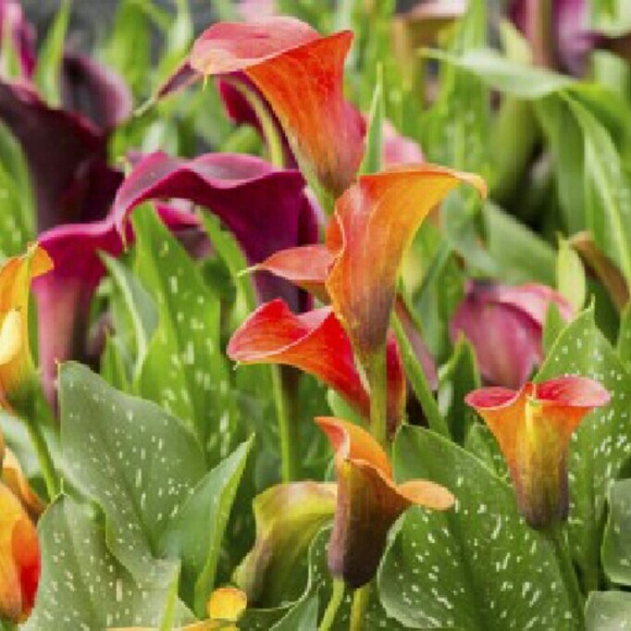 Profile Picture of Janna Watson (@foureyedgrrl) on Poshmark