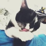 Profile Picture of Betsy Howard (@thecatbetsy) on Instagram