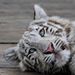 Profile Picture of Samuel Ramer (@samuelramer91) on Pinterest