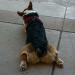 Profile Picture of Vicki Combs-Corgimommy (@ivanplumb) on Instagram