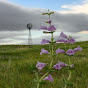Profile Picture of Muriel Clark (@@nebraskaoutback) on Tiktok