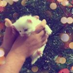 Profile Picture of Myron Bushell (@bushellmyron) on Instagram