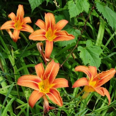 Jeff Leitch - Twitter Profile Picture of Jeff Leitch (@JeffLeitch) on Twitter