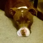 Profile Picture of brownie de'vone johnson (@swissbrow) on Instagram