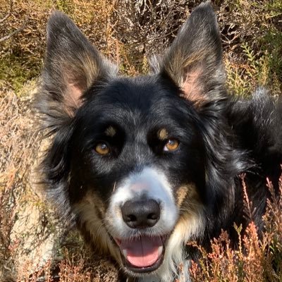 Profile Picture of 🐾 Anne Butler 🐾 (@anne3366) on Twitter