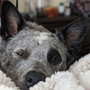 Profile Picture of Chris Ditzler (@sdavcx) on Youtube