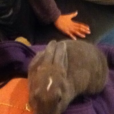 Profile Picture of Robert Springer (@robertspringer3) on Twitter