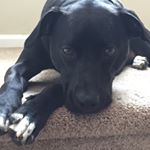 Profile Picture of Ryan Swoyer (@rswoyer77) on Instagram