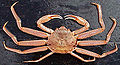 Profile Picture of Chionoeceteson Wikipedia