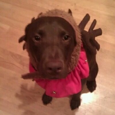 Profile Picture of Jenny Goldstein (@JennyWennyDooDa) on Twitter