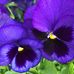 Profile Picture of Cheryl Beebe (@cheryl.beebe.948) on Facebook