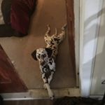 Profile Picture of Trent Helms (@helmstrent) on Instagram