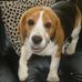 Profile Picture of Larry Beagle (@larry.beagle.50) on Facebook