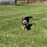 Profile Picture of Kim Rosman (@ollies_acres) on Instagram