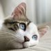 Profile Picture of Paresh Joshi (@pareshjoshi18) on Pinterest