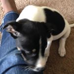 Profile Picture of Olivia Hinton (@i_love_puppys01) on Instagram